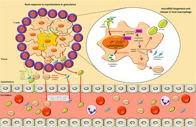 Circulating microRNAs as Potential Biomarkers of Infectious Disease